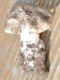 Amanita alpinicola image