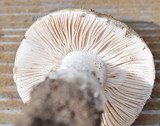 Amanita alpinicola image
