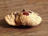 Antrodia malicola image