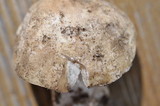 Amanita alpinicola image
