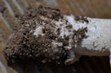 Amanita alpinicola image