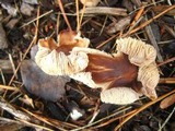 Gymnopus luxurians image