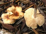 Gymnopus luxurians image