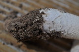 Amanita alpinicola image