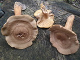 Lactarius helvus image