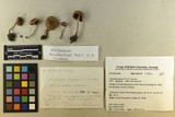 Inocybe lacera image