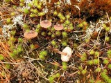 Nolanea pusillipapillata image