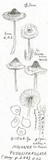 Nolanea pusillipapillata image