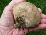 Calvatia cyathiformis image