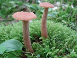 Laccaria longipes image