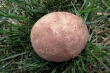 Calvatia cyathiformis image