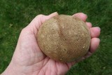 Calvatia cyathiformis image