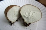 Calvatia cyathiformis image