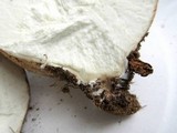 Calvatia cyathiformis image