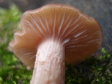Laccaria longipes image