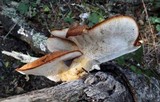 Polyporus tuberaster image