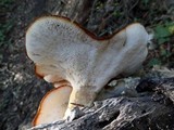 Polyporus tuberaster image