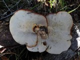 Polyporus tuberaster image