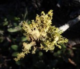 Vulpicida canadensis image