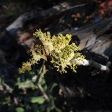 Vulpicida canadensis image