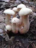 Suillus placidus image