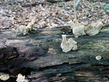 Abortiporus biennis image