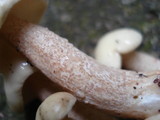 Suillus placidus image