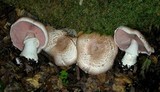 Agaricus hondensis image