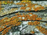 Caloplaca stipitata image