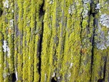 Candelaria pacifica image