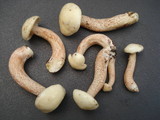 Suillus placidus image