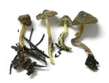 Mycena nivicola image