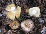 Russula cyanoxantha image