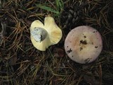 Russula cyanoxantha image