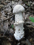 Hypomyces hyalinus image