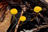 Mycena oregonensis image