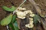 Favolus tenuiculus image
