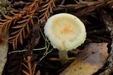 Hygrophorus pusillus image