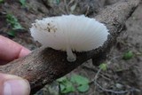 Oudemansiella platensis image