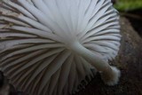 Oudemansiella platensis image