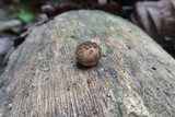 Oudemansiella platensis image