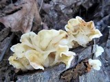 Ductifera pululahuana image