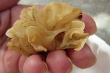 Ductifera pululahuana image