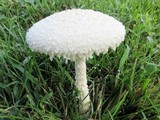 Amanita thiersii image