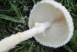 Amanita thiersii image