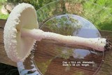 Amanita thiersii image