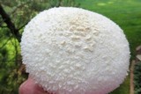 Amanita thiersii image