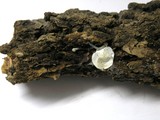 Mycena amicta image