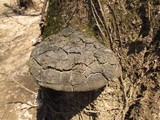 Phellinus robiniae image