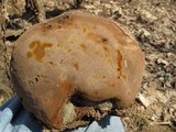 Phellinus robiniae image
